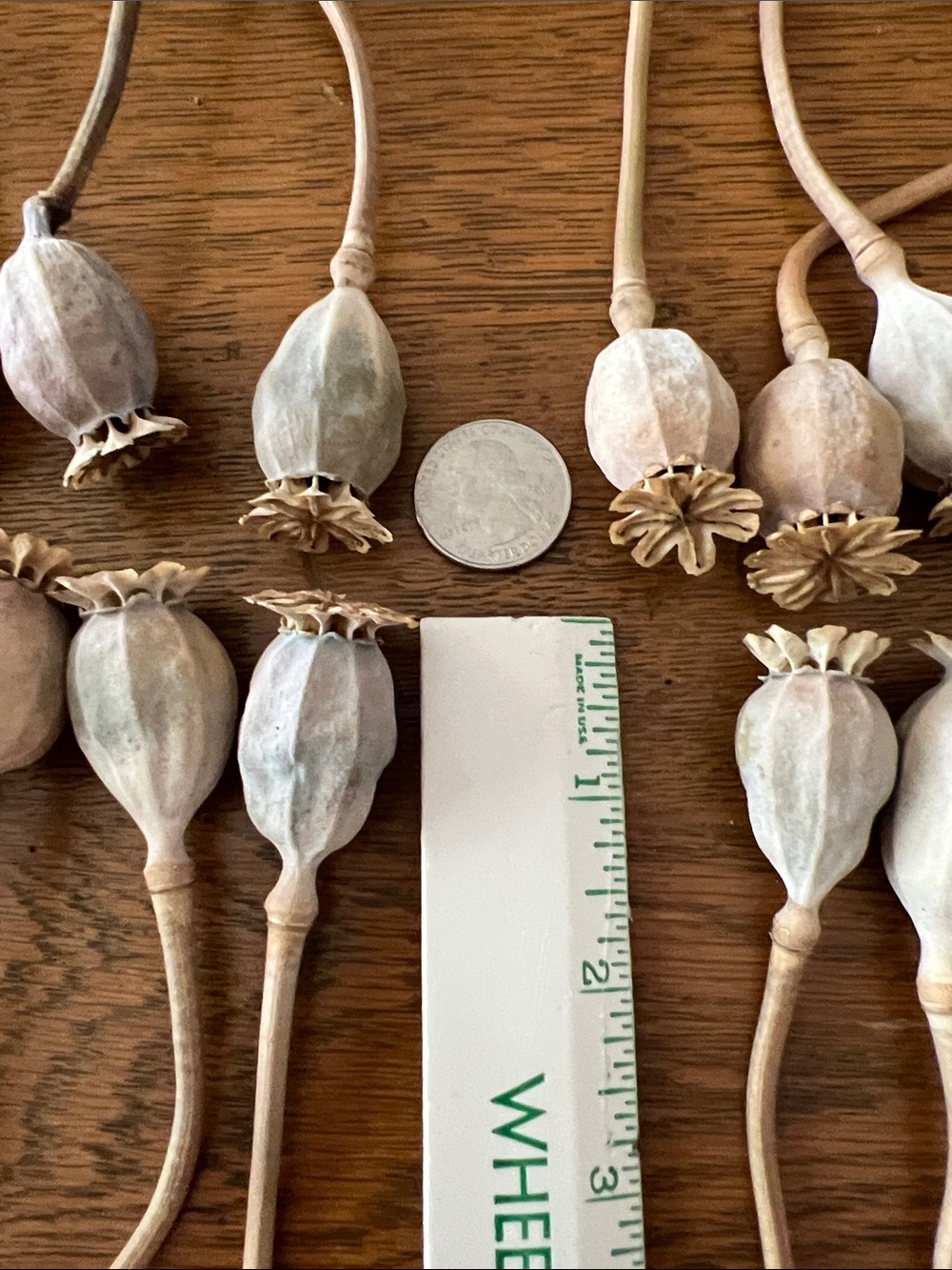 Dried 30 Poppy Seed Pods - Natural Beige - Picture 2 of 4